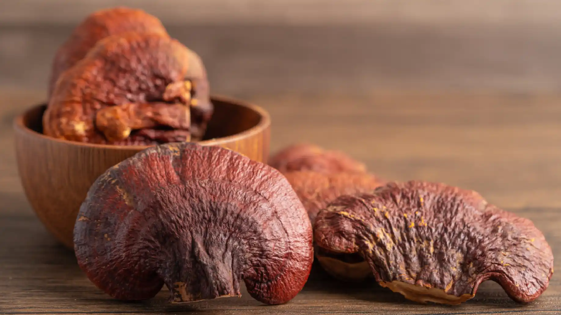 Reishi bienfaits stress et anxiété